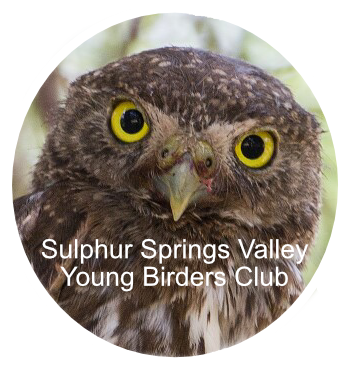 Sulphur Springs Valley Young Birders Club