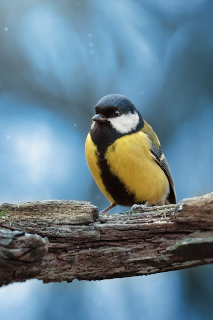 Birding Skills Development